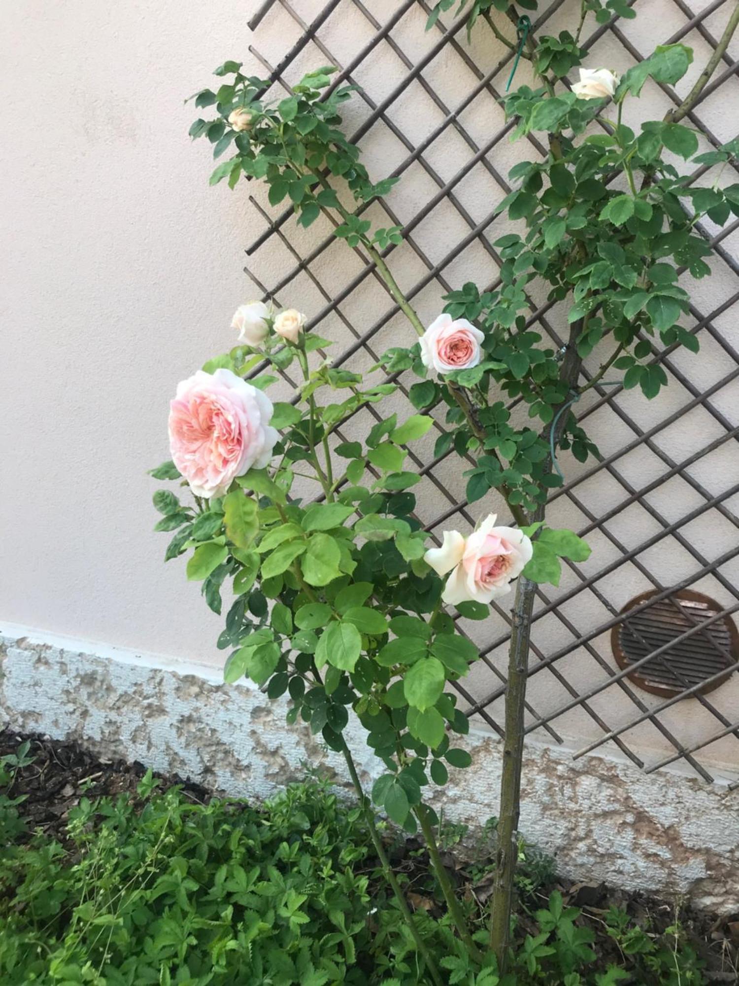 Una Casa Di Campagna Dossobuono Exterior foto